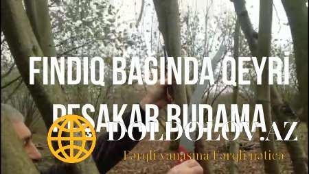 Fındıq bağında qeyri peşəkar budama